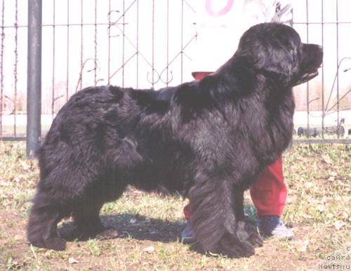 Фото: ньюфаундленд Geminorum Ursamajor