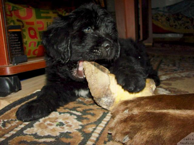 Фото: ньюфаундленд Юган с Тоянова Городка (Ygan s Toyanova Gorodka)