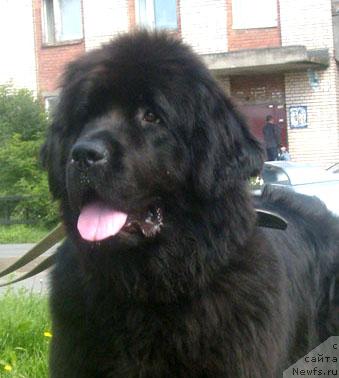 Фото: ньюфаундленд Бегущая по Волнам Высшая Лига