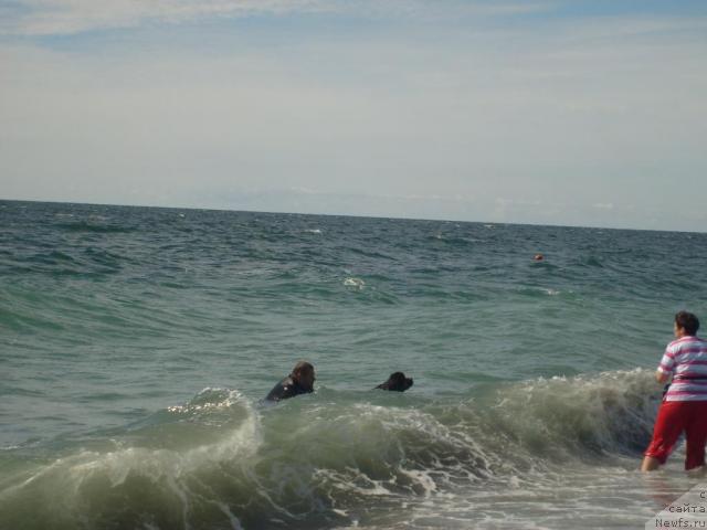 Фото: ньюфаундленд Формула Любви от Сибирского Медведя, Юрий Малев