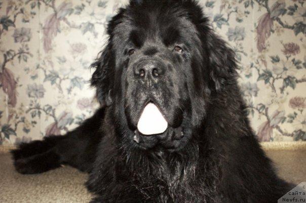 Фото: ньюфаундленд Сент Джонс Реджинальд Филди Арвизу