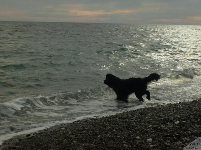 Фото: ньюфаундленд Талула Белл (Talula Bell)