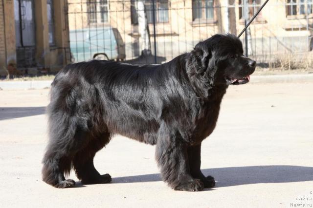 Фото: ньюфаундленд Смигар Иксия Истома