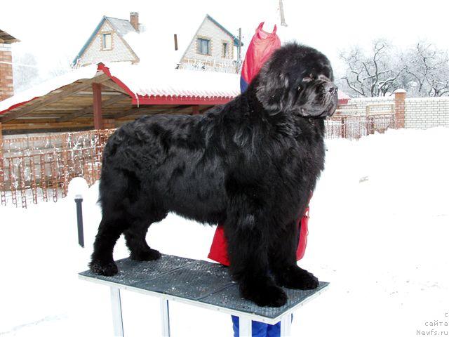 Фото: ньюфаундленд Ice Dream King of Helluland