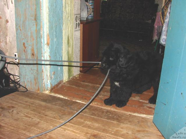 Фото: ньюфаундленд Юган с Тоянова Городка (Ygan s Toyanova Gorodka)