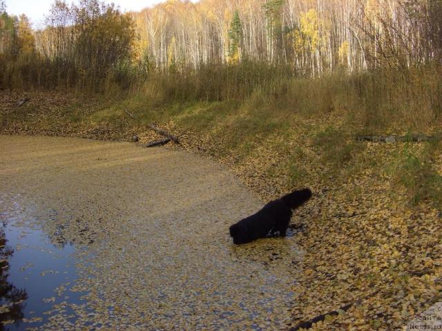 Фотография № 33187