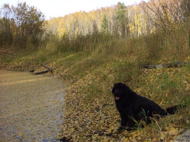 Фото: ньюфаундленд Лесная Сказка Лунная Соната