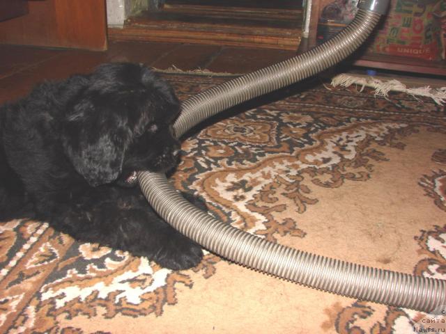 Фото: ньюфаундленд Юган с Тоянова Городка (Ygan s Toyanova Gorodka)