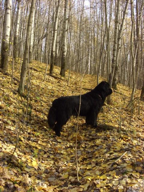 Фото: ньюфаундленд Акин Соул София