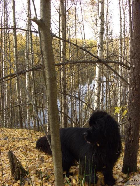 Фотография № 33196