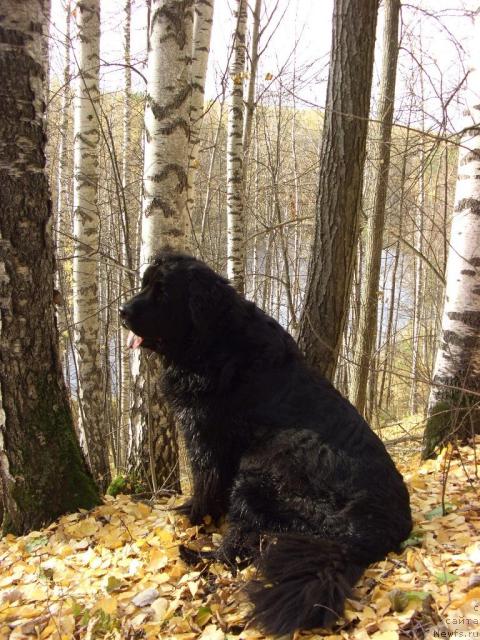 Фотография № 33198