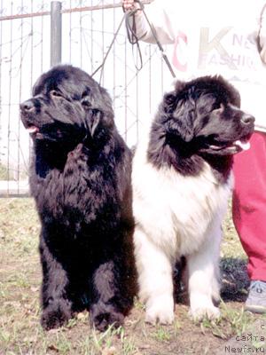 Фото: ньюфаундленд Geminorum Ursamajor