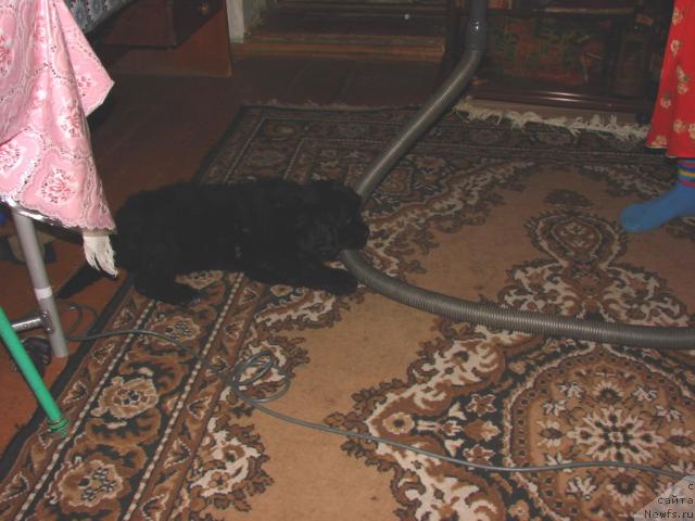 Фото: ньюфаундленд Юган с Тоянова Городка (Ygan s Toyanova Gorodka)