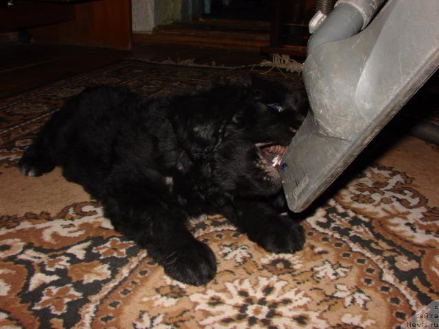 Фото: ньюфаундленд Юган с Тоянова Городка (Ygan s Toyanova Gorodka)