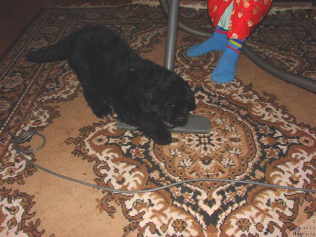 Фото: ньюфаундленд Юган с Тоянова Городка (Ygan s Toyanova Gorodka)