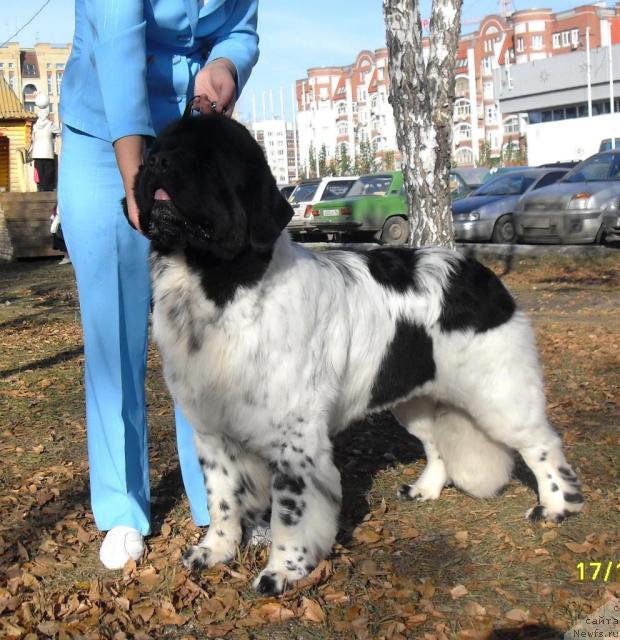 Фото: ньюфаундленд Кипер Соул Дар Моего Сердца Даниель (Keeper Soul Dar Moego Serdtsa Daniel)