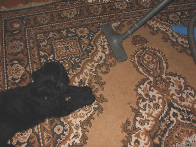 Фото: ньюфаундленд Юган с Тоянова Городка (Ygan s Toyanova Gorodka)