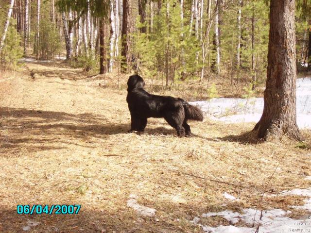 Фото: ньюфаундленд Маг Исполин Ежевика