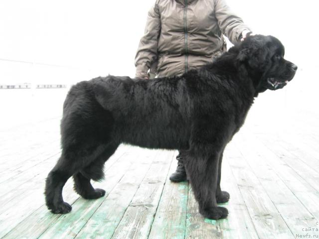 Фото: ньюфаундленд Смигар Империя Страсти