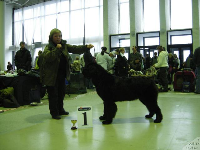 Фото: ньюфаундленд Смигар Империя Страсти