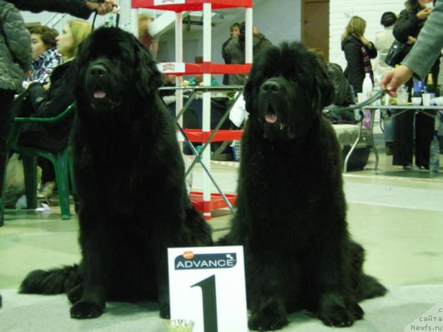 Фото: ньюфаундленд Смигар Империя Страсти, ньюфаундленд Смигар Нансен Неустрашимый (Smigar Nansen Neustrashimy)