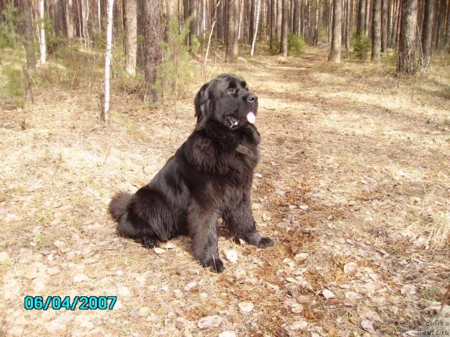 Фото: ньюфаундленд Маг Исполин Ежевика