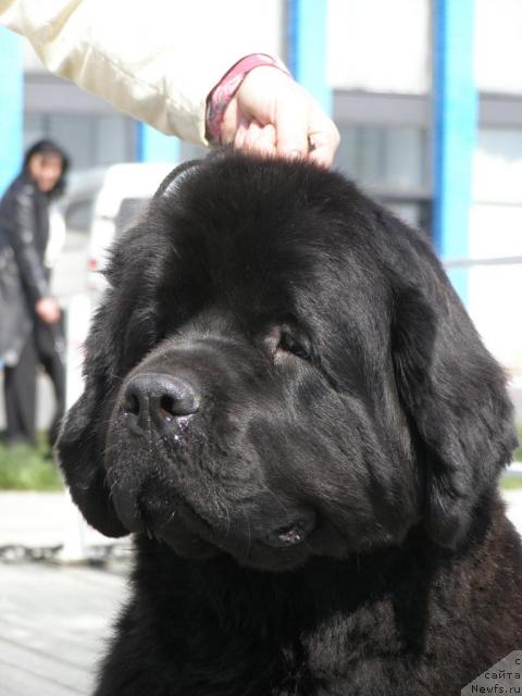 Фото: ньюфаундленд Thickish Newfoundland Monnalisadellagioconda