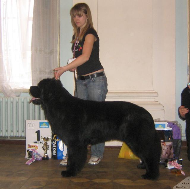 Фото: ньюфаундленд Плюшевая Панда Викар (Plushevaya Panda Vikar), Дарья Крамарева