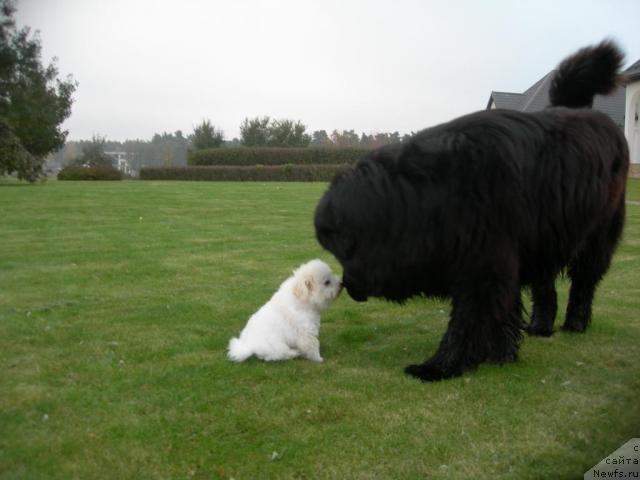 Фото: ньюфаундленд Duty Free of Apachee's Home