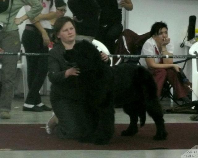 Фото: ньюфаундленд Акватория Келвин Импрессарио