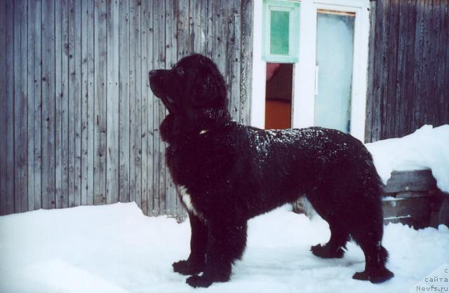 Фото: ньюфаундленд Супер Бизон Астория