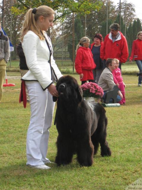 Фото: ньюфаундленд Bowaters Starlight Nuo Ozo Kalvu