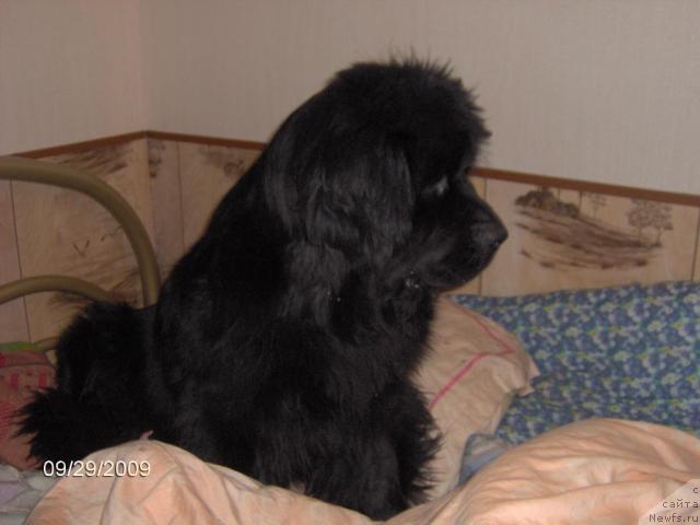 Фото: ньюфаундленд Топтыжка Николетта