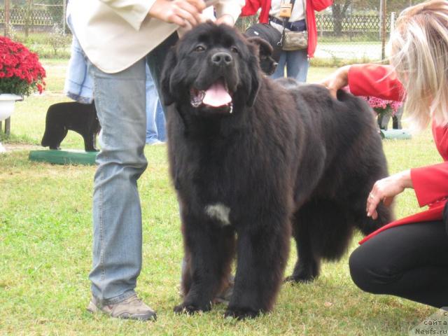 Фото: ньюфаундленд Favourite Style Giant's Island