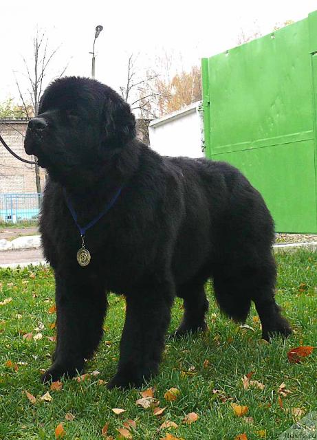 Фото: ньюфаундленд Skippers Secret Agent For Donat's Pride