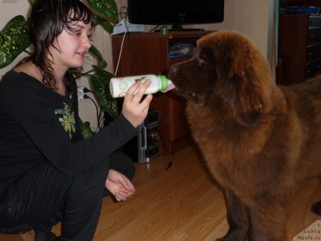 Фото: Арабелла Статная Мулатка./Белка/ дочь, ньюфаундленд Рафаэлла Бриллианс Черная Жемчужина