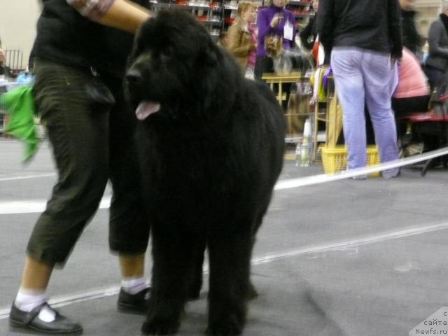 Фото: BLACK IMP ELFAS ENAMOUR