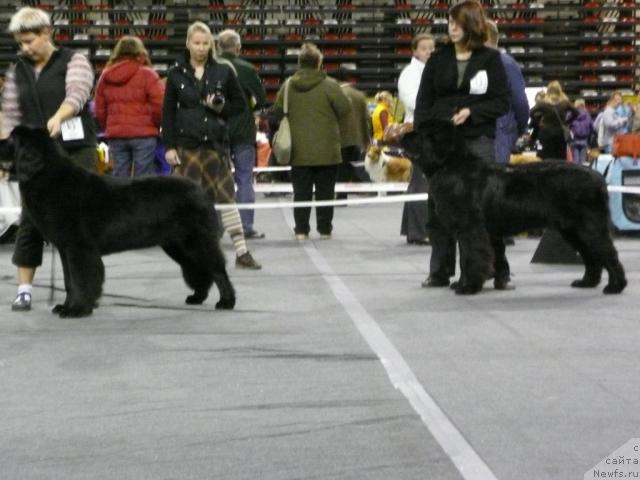 Фото: ньюфаундленд Black Imp Fortunate Feita Feebe, ньюфаундленд Zara Clark Zvezdnij Dar