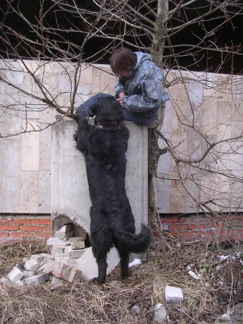 Фото: ньюфаундленд Сангрия