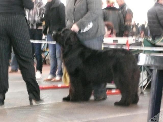 Фото: GOLDBEAR S YOUMUSTBEJOKING