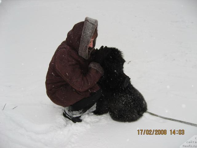 Фото: ньюфаундленд Бьянка Седьмое Чудо Света