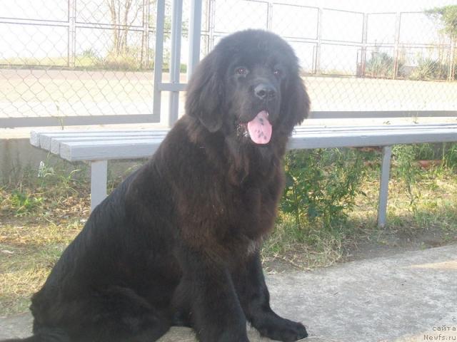 Фото: ньюфаундленд Формула Любви от Сибирского Медведя