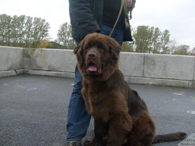 Фото: ньюфаундленд Фанньюф Окса-Дар