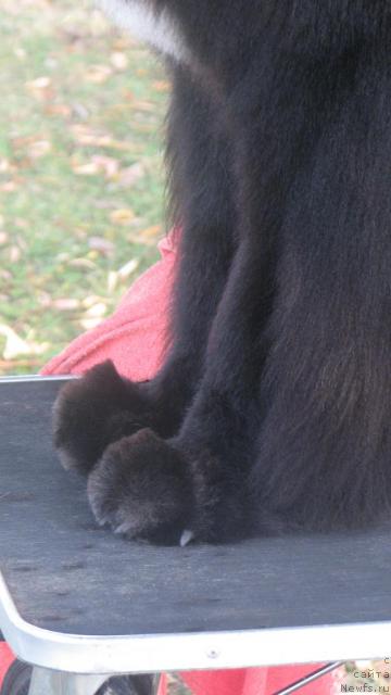 Фотография № 33383