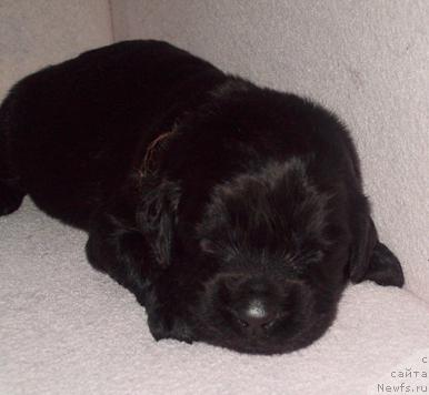 Фото: сука чёрная (оранжево-зелёный ошейник)