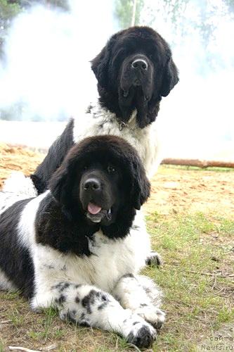 Фото: ньюфаундленд Супер Бизон Арго (Super Bizon Argo), ньюфаундленд Плюшевая Панда Ла Белла