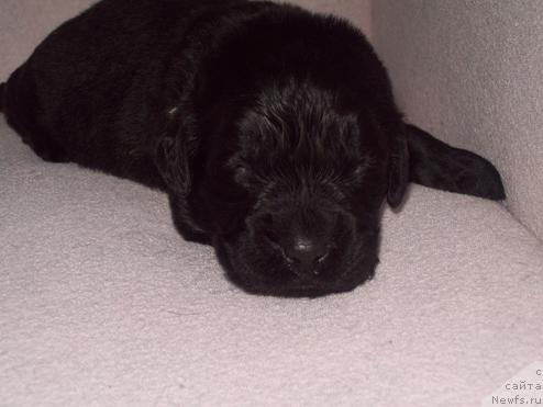 Фото: кобель голубо-салатовый