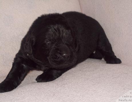 Фото: кобель голубо-салатовый