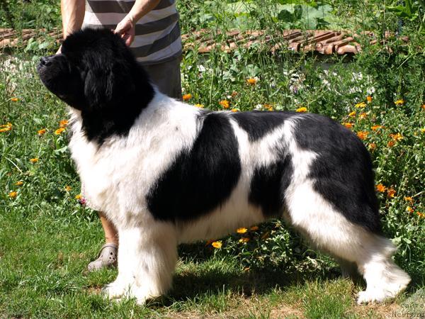 Фото: ньюфаундленд High Secret Voltaire