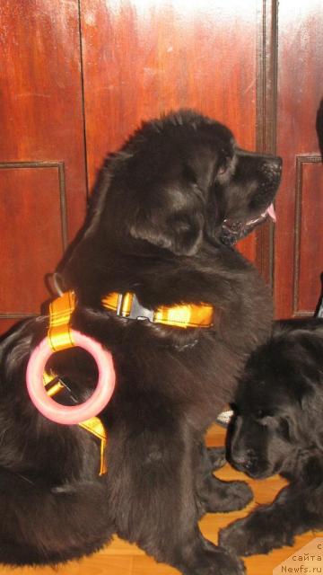 Фотография № 33473